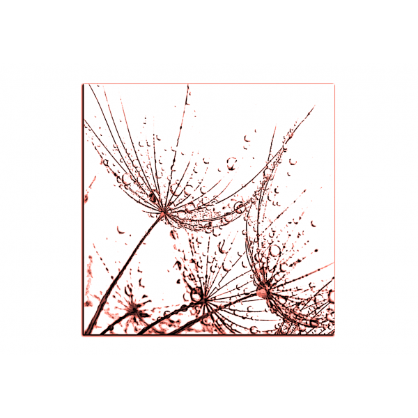 Obraz na plátně - Pampelišková semínka s kapkami vody - čtverec